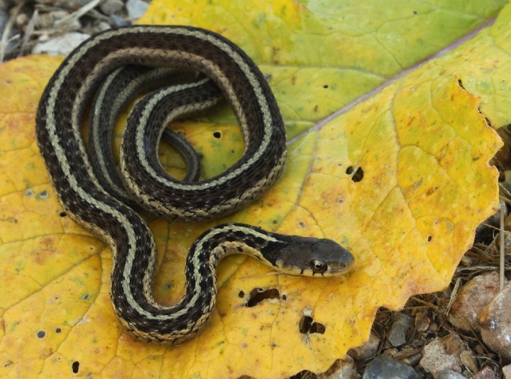 Eastern Garter Snake